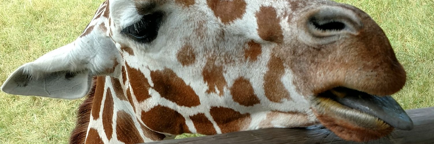 RolandLaliberty's profile banner image