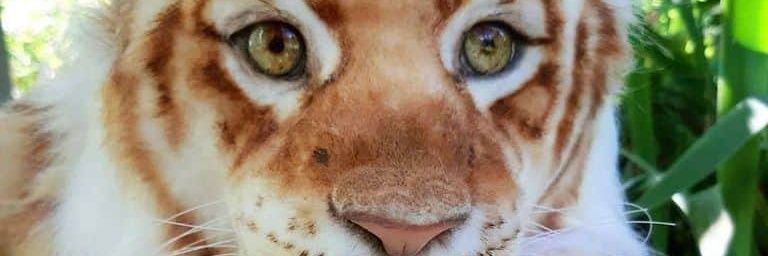 __Lluuvia__'s profile banner image