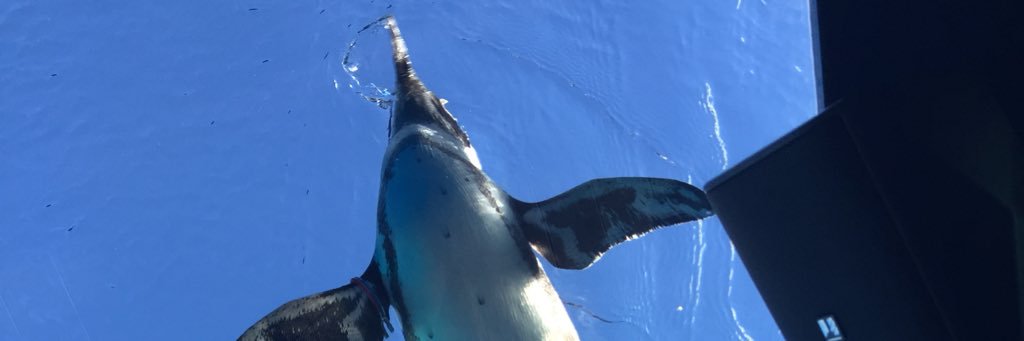 datepenguin's profile banner image