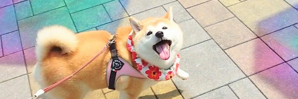柴犬チャーミー's banner