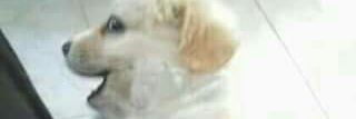 AlucardFake's profile banner image