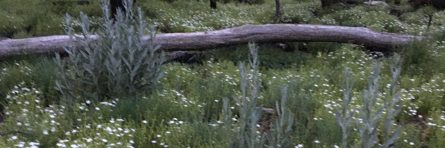 wendyruscoe's profile banner image