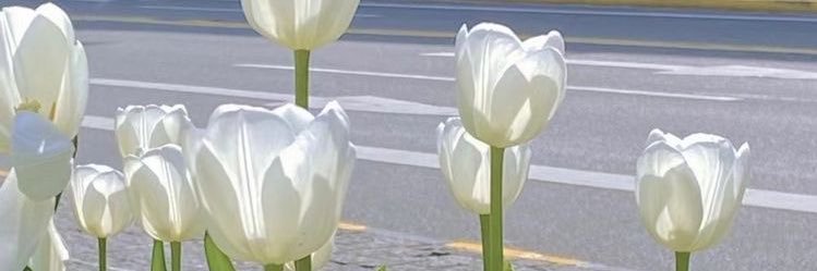 cherryy_nj's profile banner image