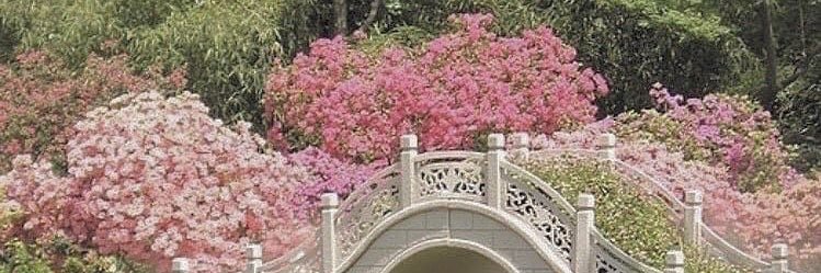 jellyangela 🌙 banner