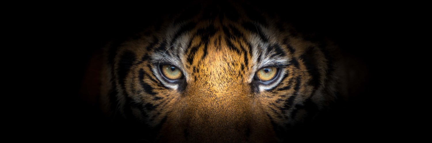 𝓒𝓸𝓭𝔂 banner