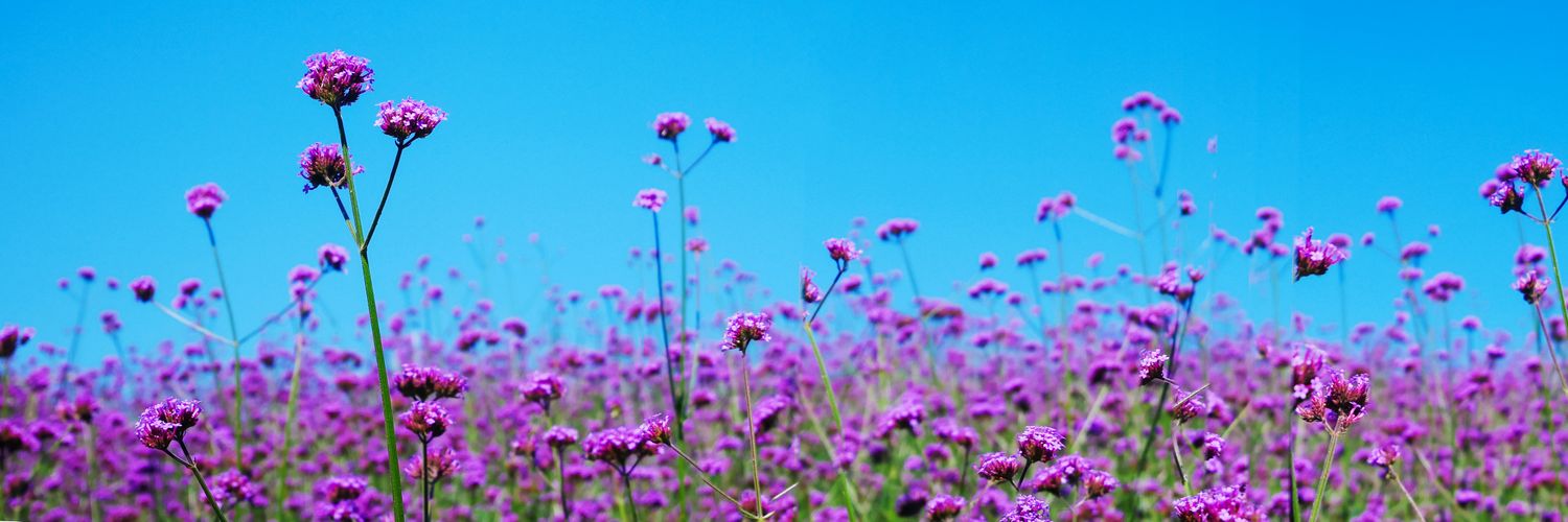 ⟬⟭ NICE ⁷ || 💜💙 banner