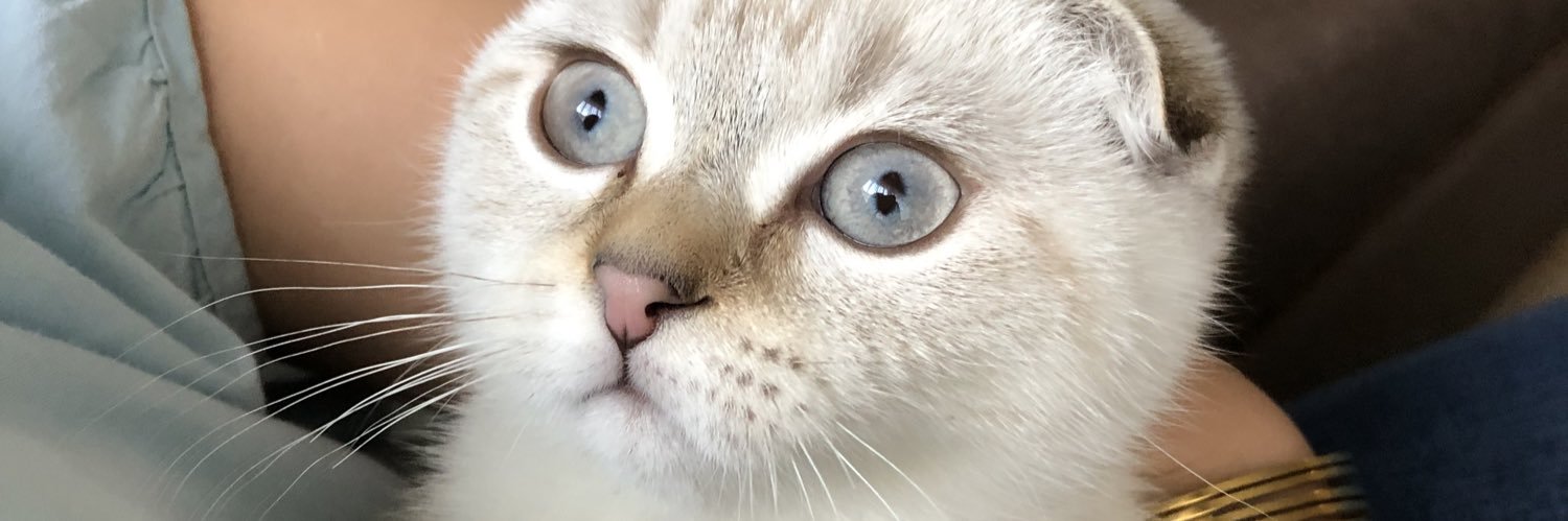 Burcu 🕊️ banner