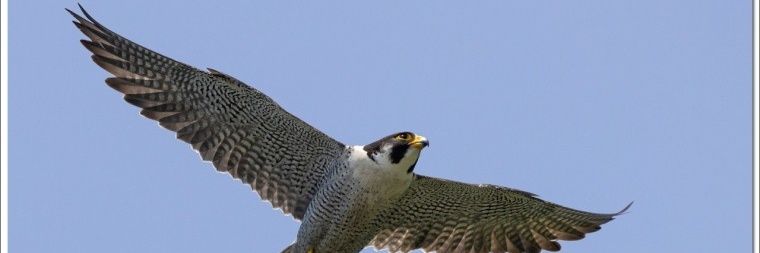 부도덕들은 매일 부들부들 banner