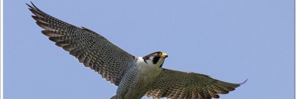 dnctrading Profile Banner