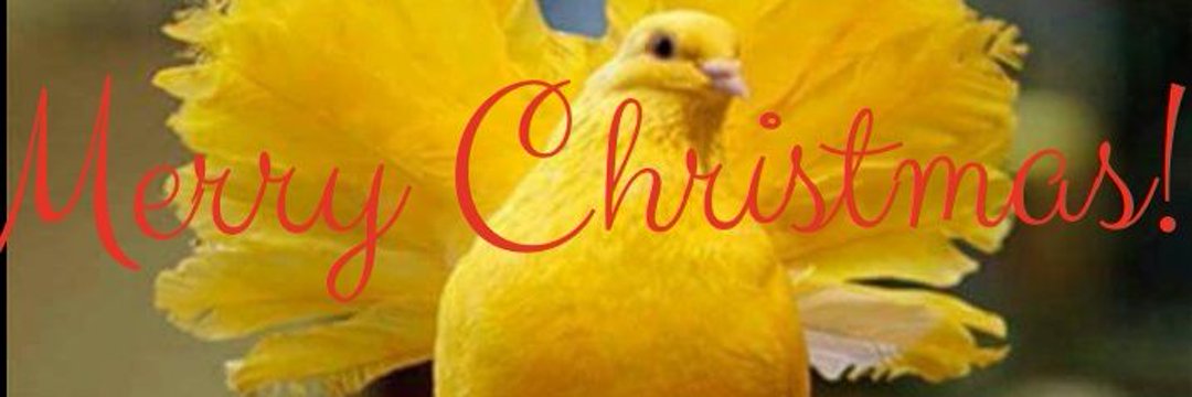 🌷Salve Kenny🌷 banner