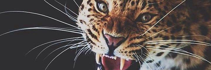 lauratorres_8's profile banner image