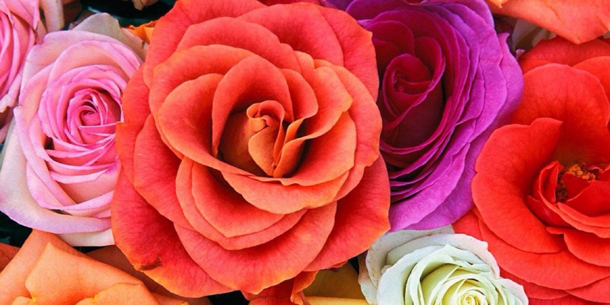 HayleyRose86's profile banner image