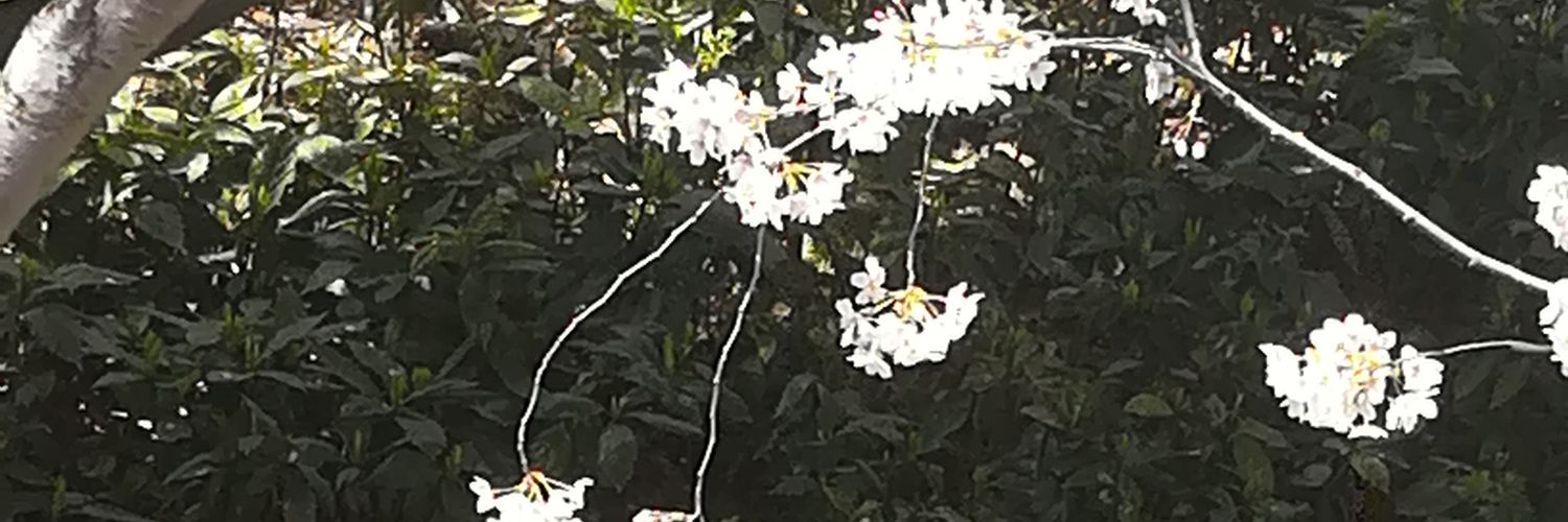 Ceitia's profile banner image