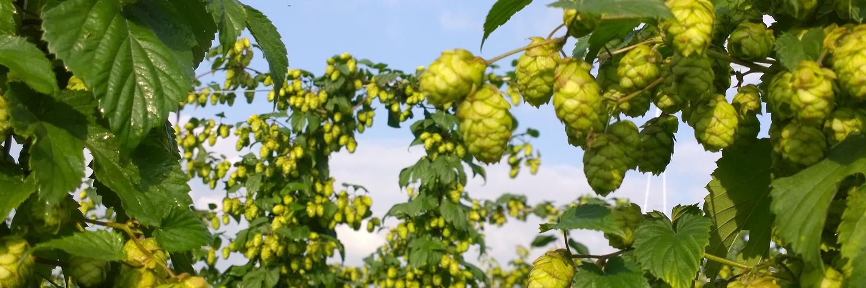 WhitefieldBrew's profile banner image