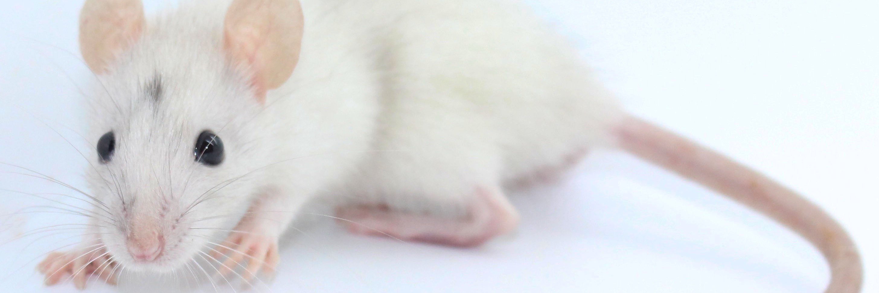 RatsRattery's profile banner image