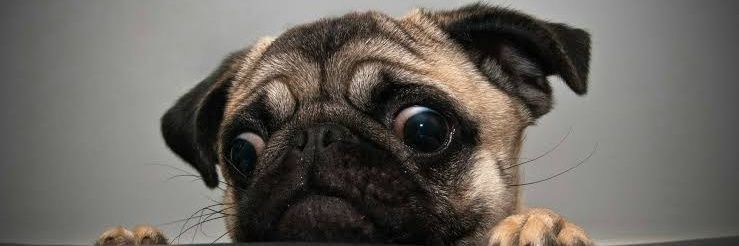 Peejjah🐽 banner