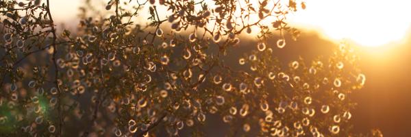 Tepary Profile Banner