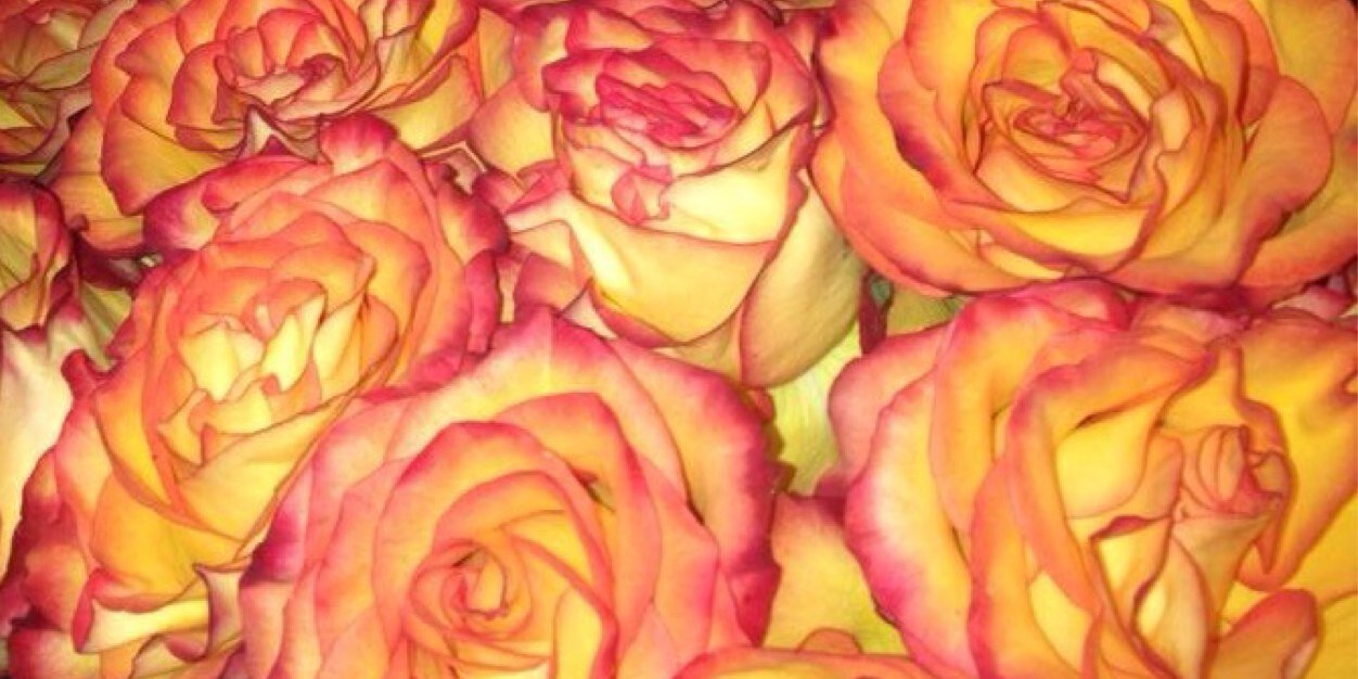 ashleymaree_12's profile banner image