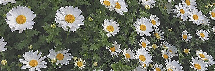 ﾃ ﾝ ｻ ｸ . (bio必読) banner