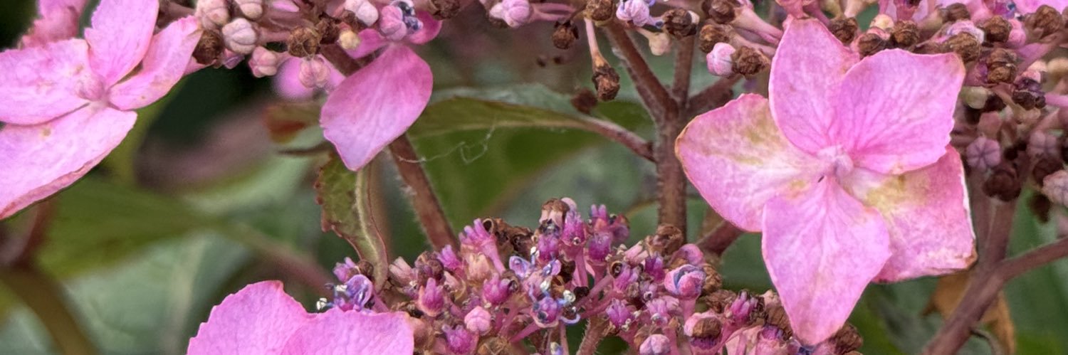 efficacious 🌺's banner