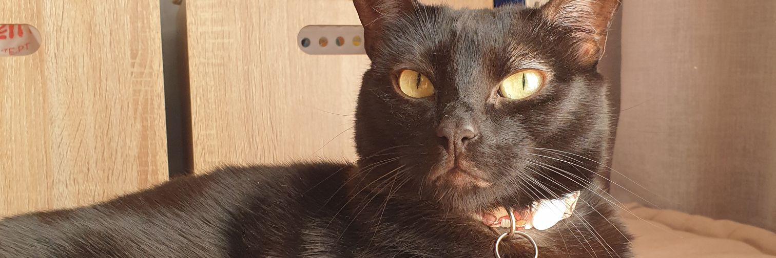acatarinabs's profile banner image