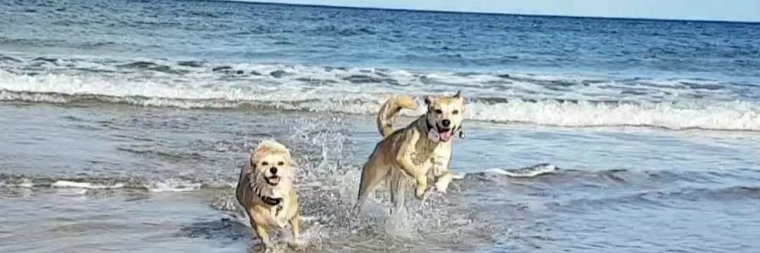 Bron Natalie Dunne banner