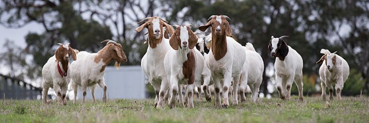 AnokaBillyGoats's profile banner image