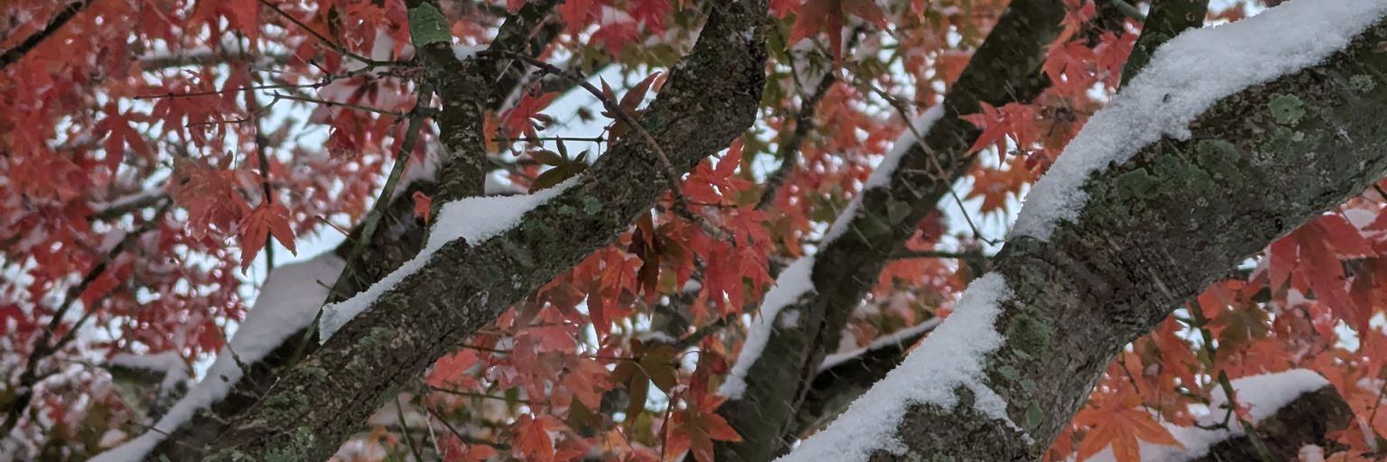 Drew Basile🇺🇸 banner