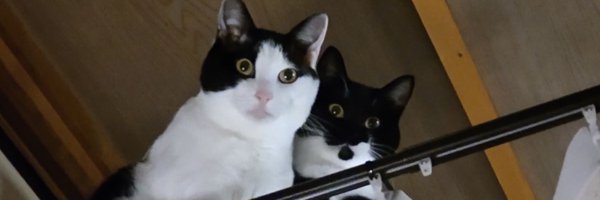 nyanpokopen Profile Banner