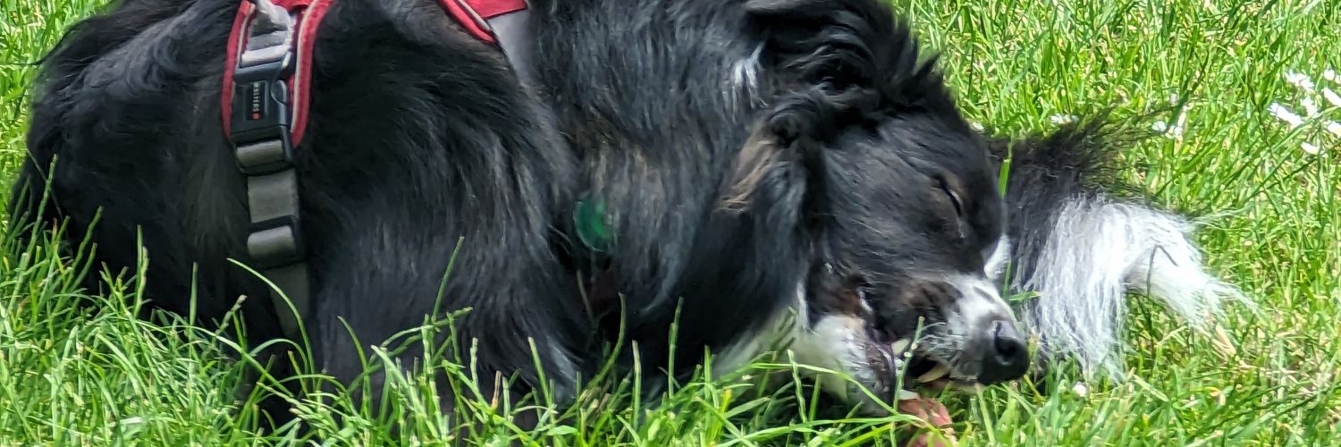 Wolf Wolfinger banner