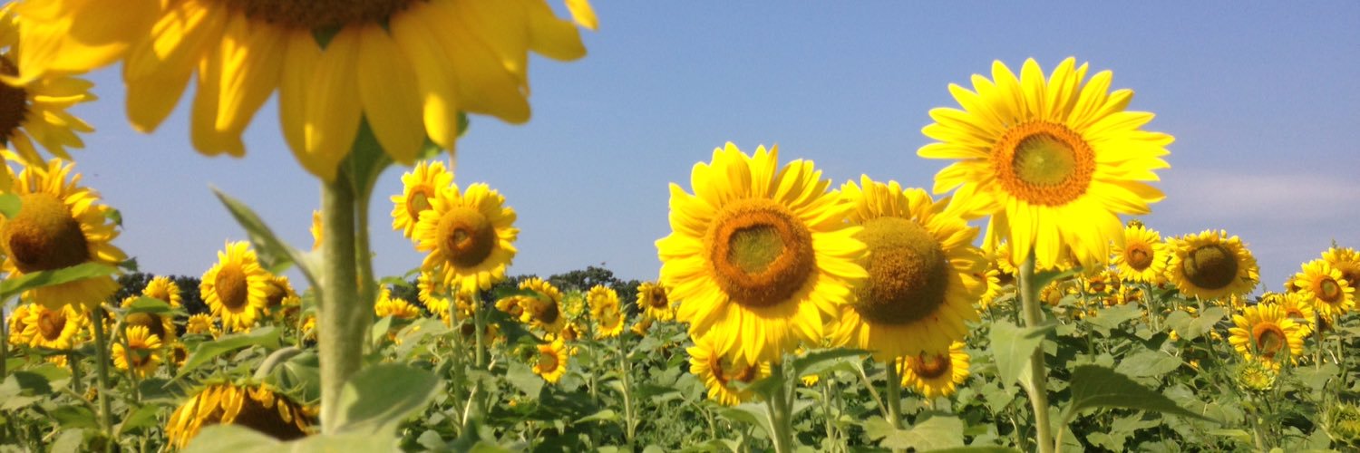 Megan Leick banner