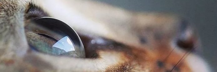 cnpltgnckptn's profile banner image