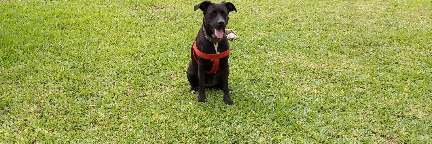 IGNACIO CRISTALDO🇵🇾 banner