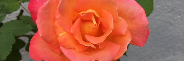 bondelsa Profile Banner