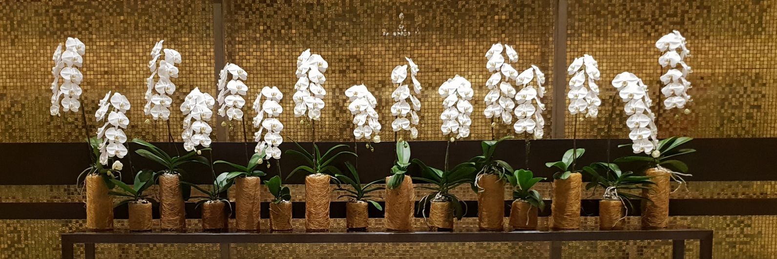 RosalindFindlay's profile banner image