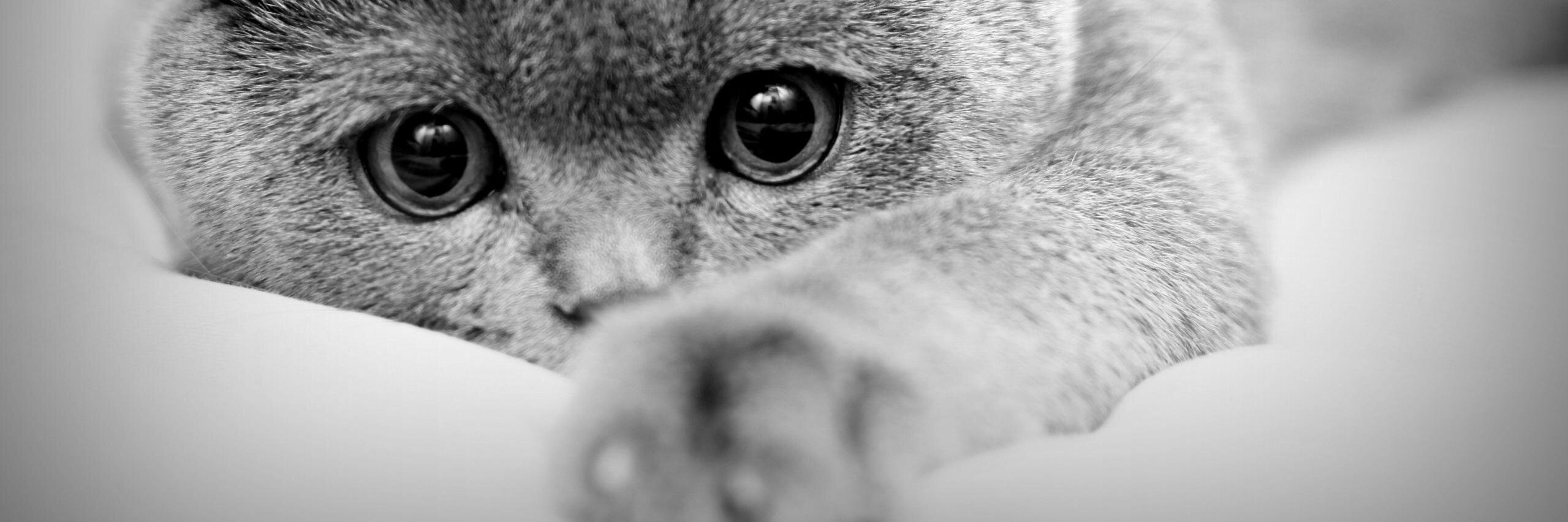MartinDachev's profile banner image