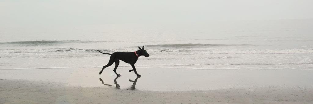 TheK9Coach's profile banner image