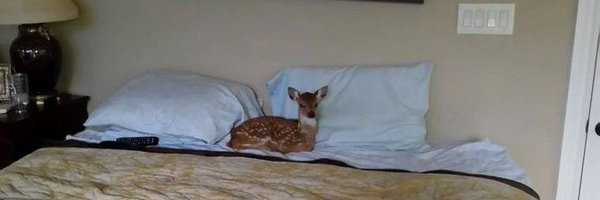 smollestdoe Profile Banner