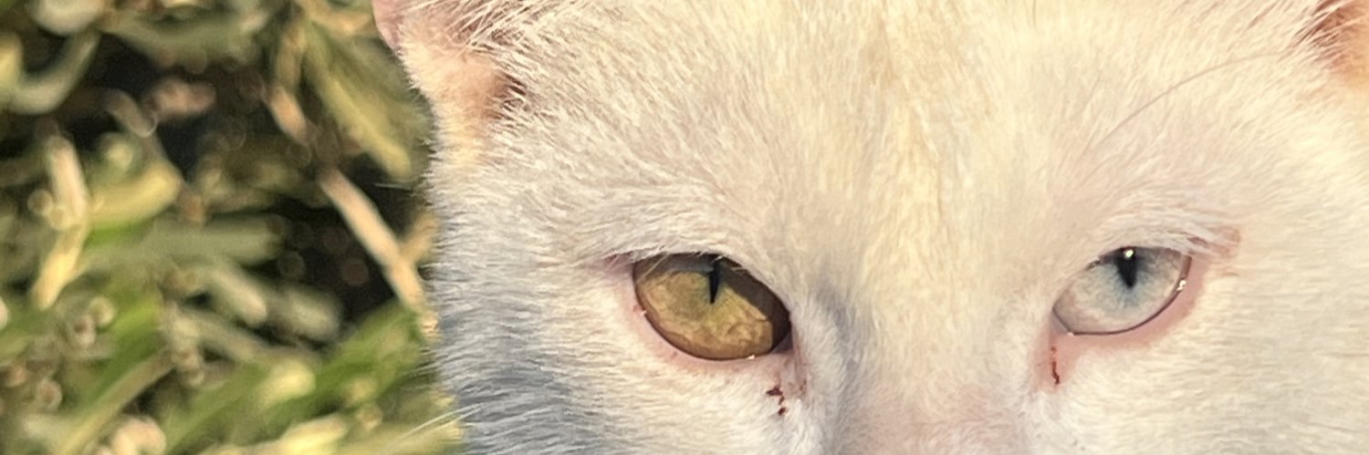 kompajiro's profile banner image