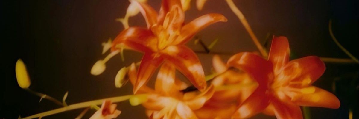 maria eduarda banner