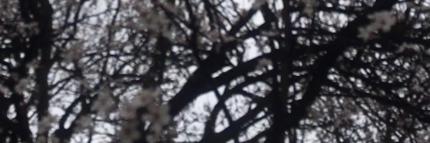 TimeWanderer✨ banner