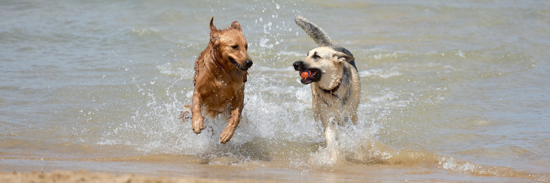 doglovers76's profile banner image