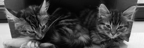 TonyMCodes Profile Banner