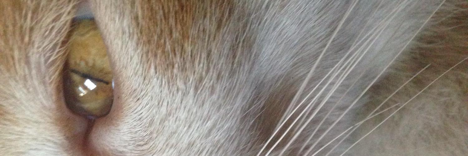 pqbarb's profile banner image