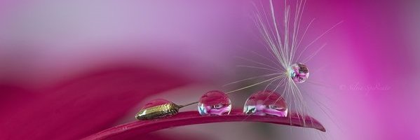 🇨🇦 Jeannette Marshall optioneerJM banner