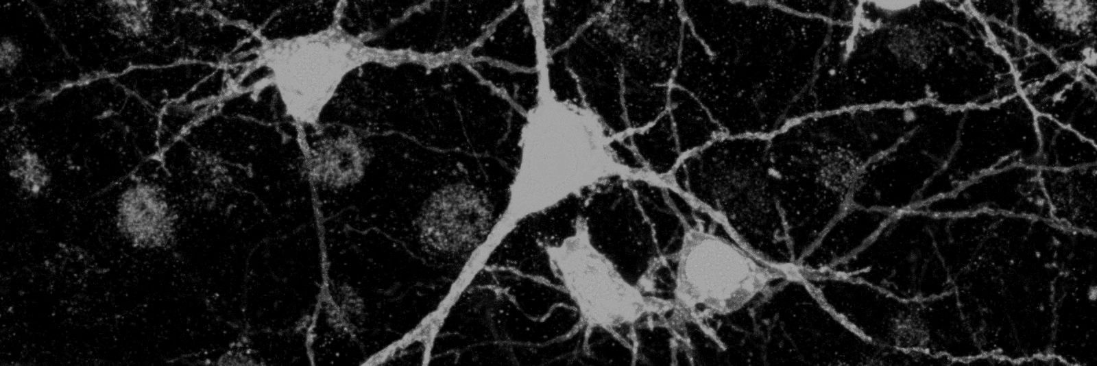 Aroa Mañas-Ojeda banner