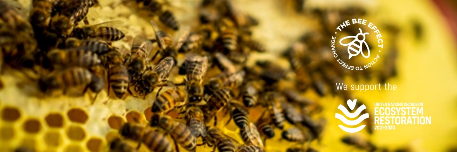 The Bee Effect banner