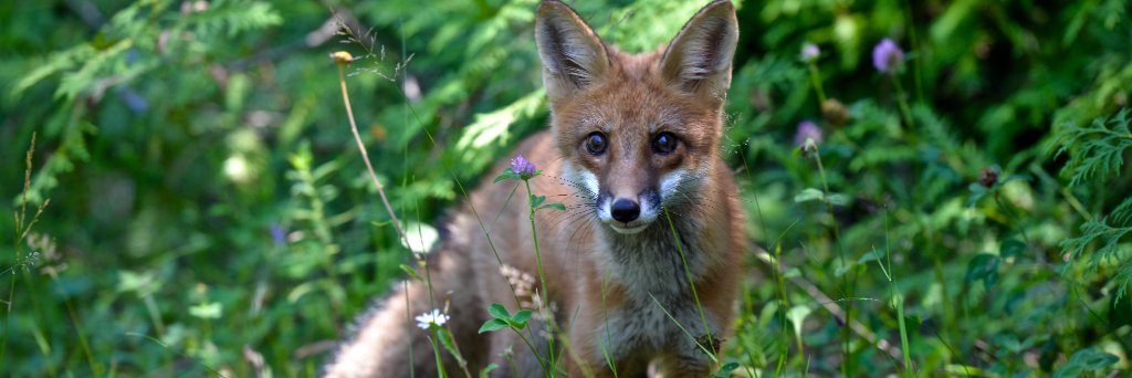 rideauwildlife's profile banner image
