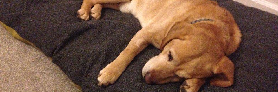 Allen Slinger banner