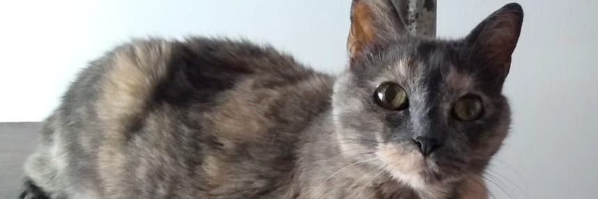 Claudia banner